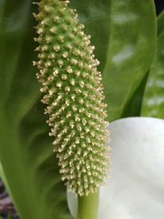 Lysichiton camtschatcensis