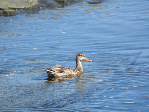 Mallard