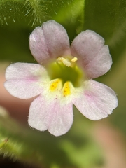 Erythranthe parishii