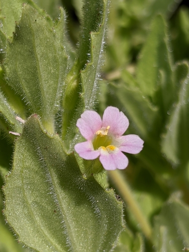 Image of Erythranthe parishii by no rights reserved