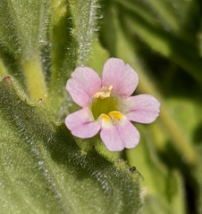 Erythranthe parishii