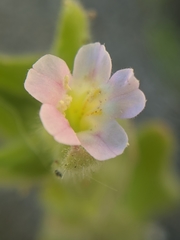 Erythranthe parishii