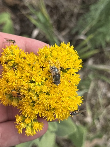 Yellow-shouldered Drone Fly