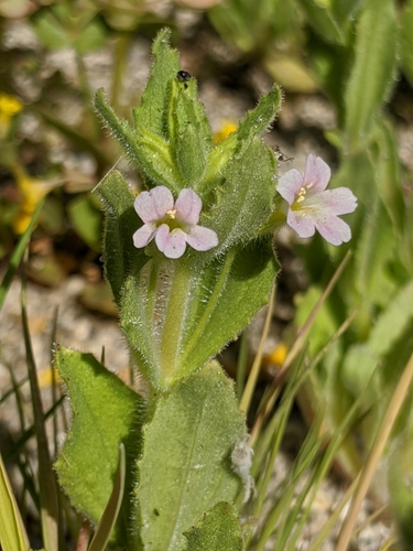 Image of Erythranthe parishii by no rights reserved