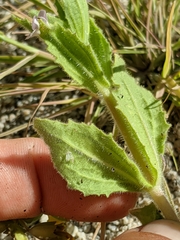 Erythranthe parishii