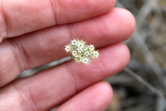 Torilis leptophylla
