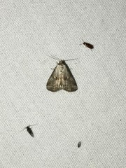 Hyperstrotia flaviguttata