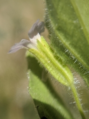 Erythranthe parishii