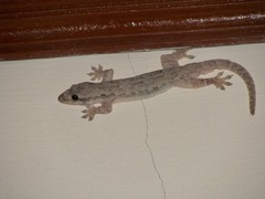 Hemidactylus platyurus