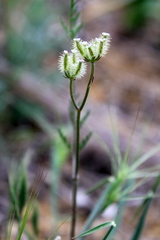 Torilis leptophylla