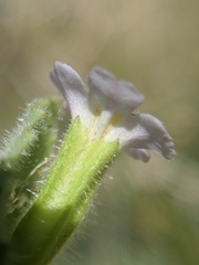 Erythranthe parishii