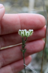 Torilis leptophylla