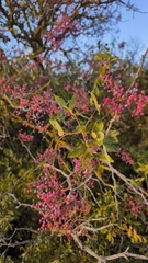 Pistacia atlantica, photograph (c) sergleb, some rights reserved (CC BY)