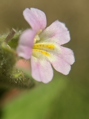Erythranthe parishii