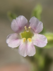 Erythranthe parishii