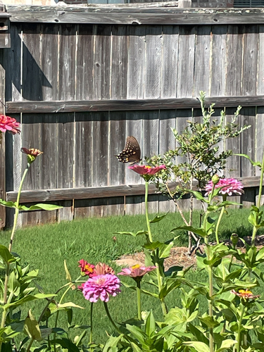 Spicebush Swallowtail