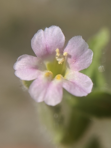 Image of Erythranthe parishii by no rights reserved