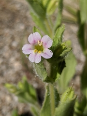 Erythranthe parishii
