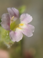 Erythranthe parishii