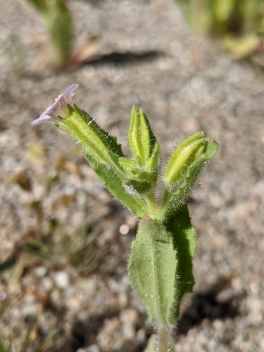 Image of Erythranthe parishii by no rights reserved
