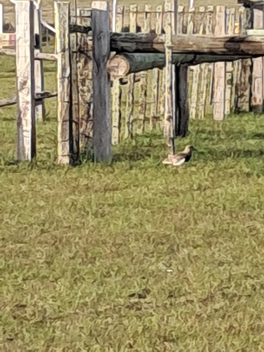 Southern Lapwing