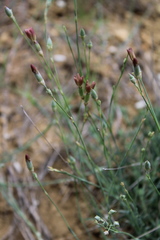Dianthus marschallii