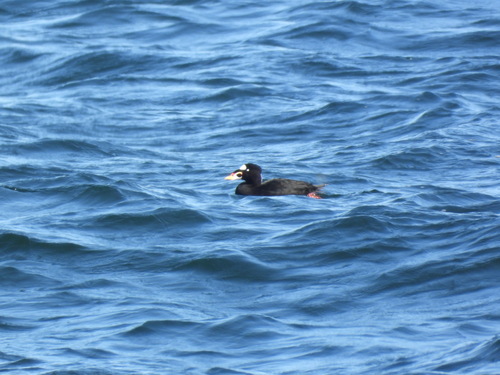 Surf Scoter