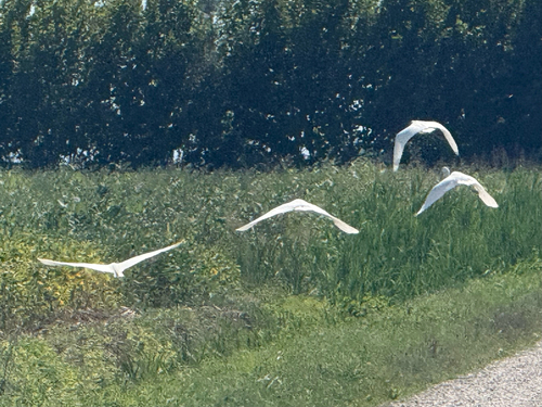 Great Egret
