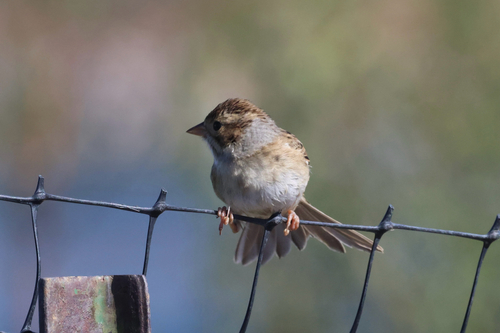 Clay-colored Sparrow