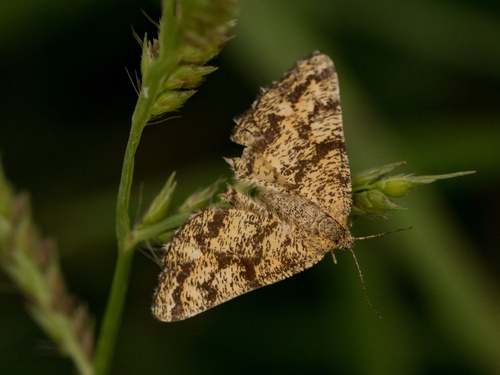 Common Heath