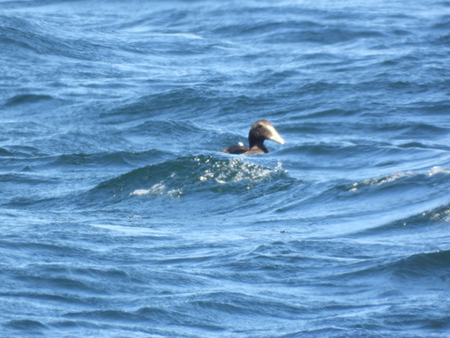 Common Eider