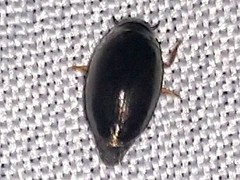 Gyrininae