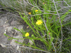 Ursinia trifida