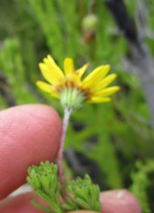 Ursinia trifida