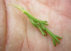 Ursinia trifida