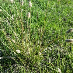 Enneapogon nigricans