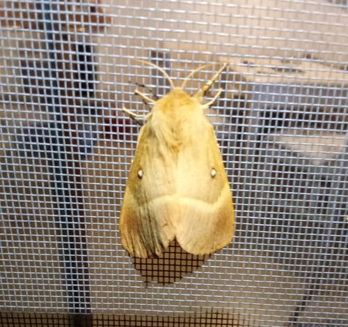 Oak Eggar