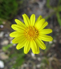 Ursinia trifida