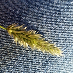Enneapogon nigricans