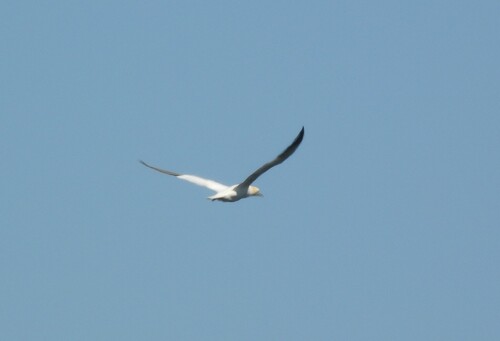Northern Gannet