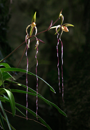 Sander's Paphiopedilum