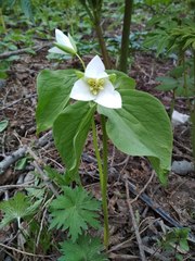 Trillium camschatcense