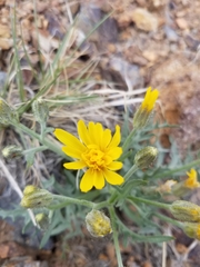 Crepis modocensis
