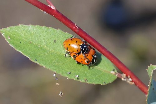 Convergent Lady Beetle