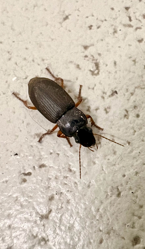 Strawberry Seed Beetle