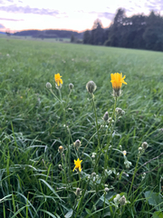 Crepis biennis