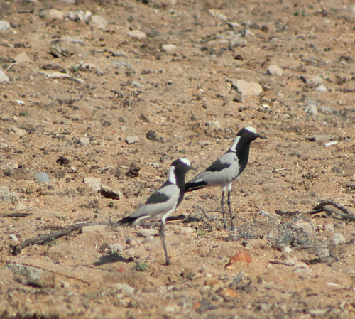 iNaturalist image