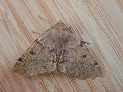 Odontopera bidentata