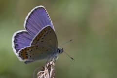 Plebejus argyrognomon
