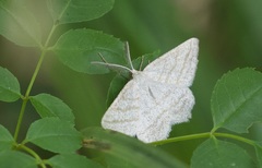 Perconia strigillaria